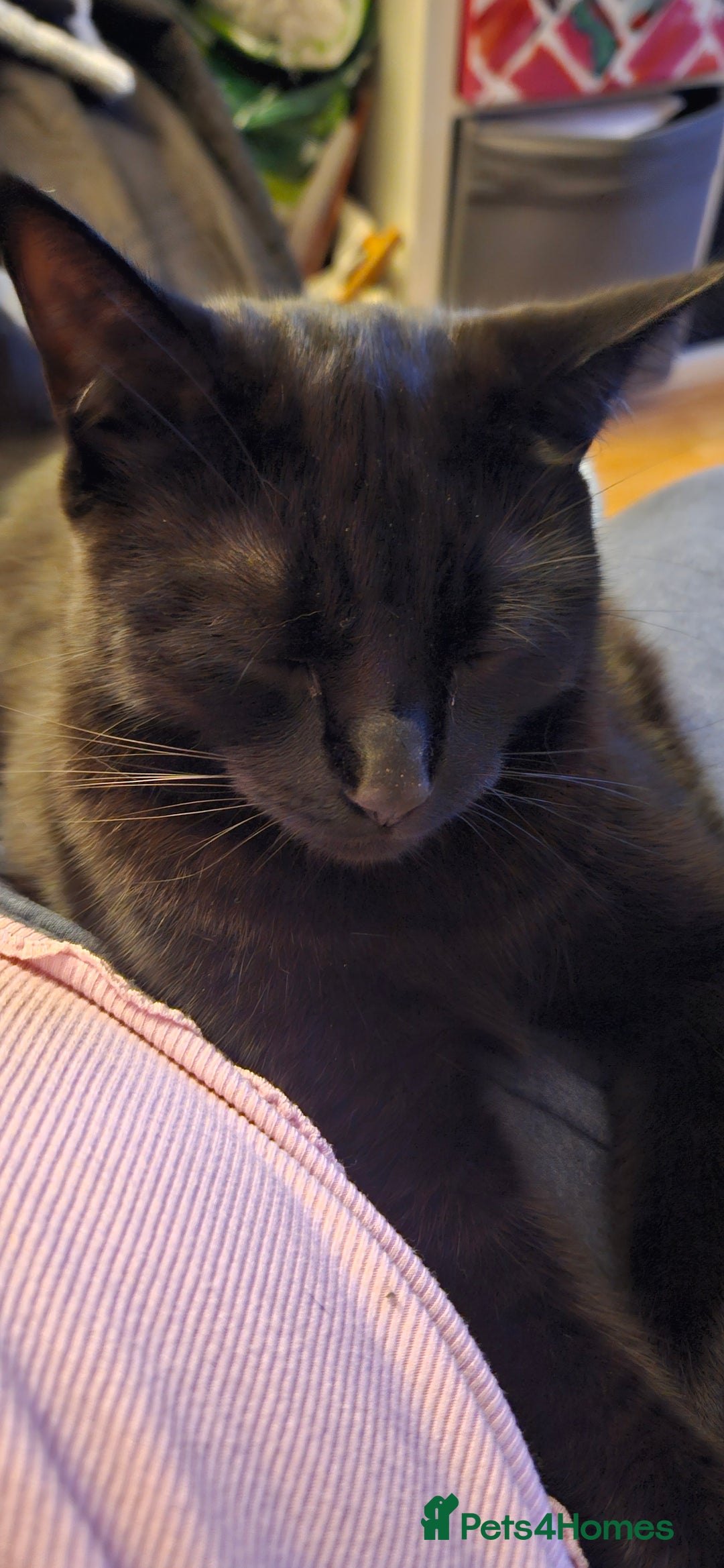 British Shorthair cats for sale: Rehoming needed for 18 month old boy. - Image 3