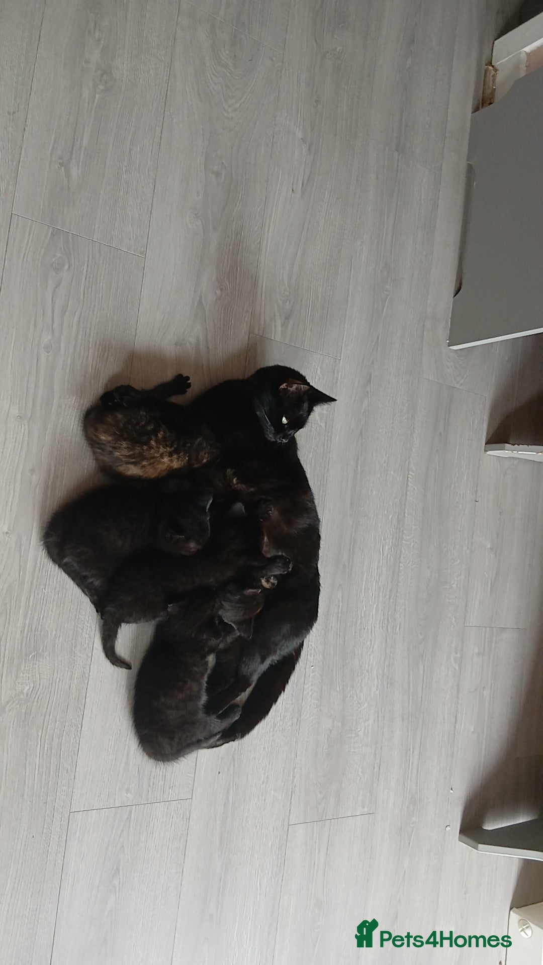 Mixed Breed cats Kittens for Sale - Advert 4
