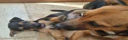 Jack Russell dogs for sale: Jack Russell puppies  - Advert 4
