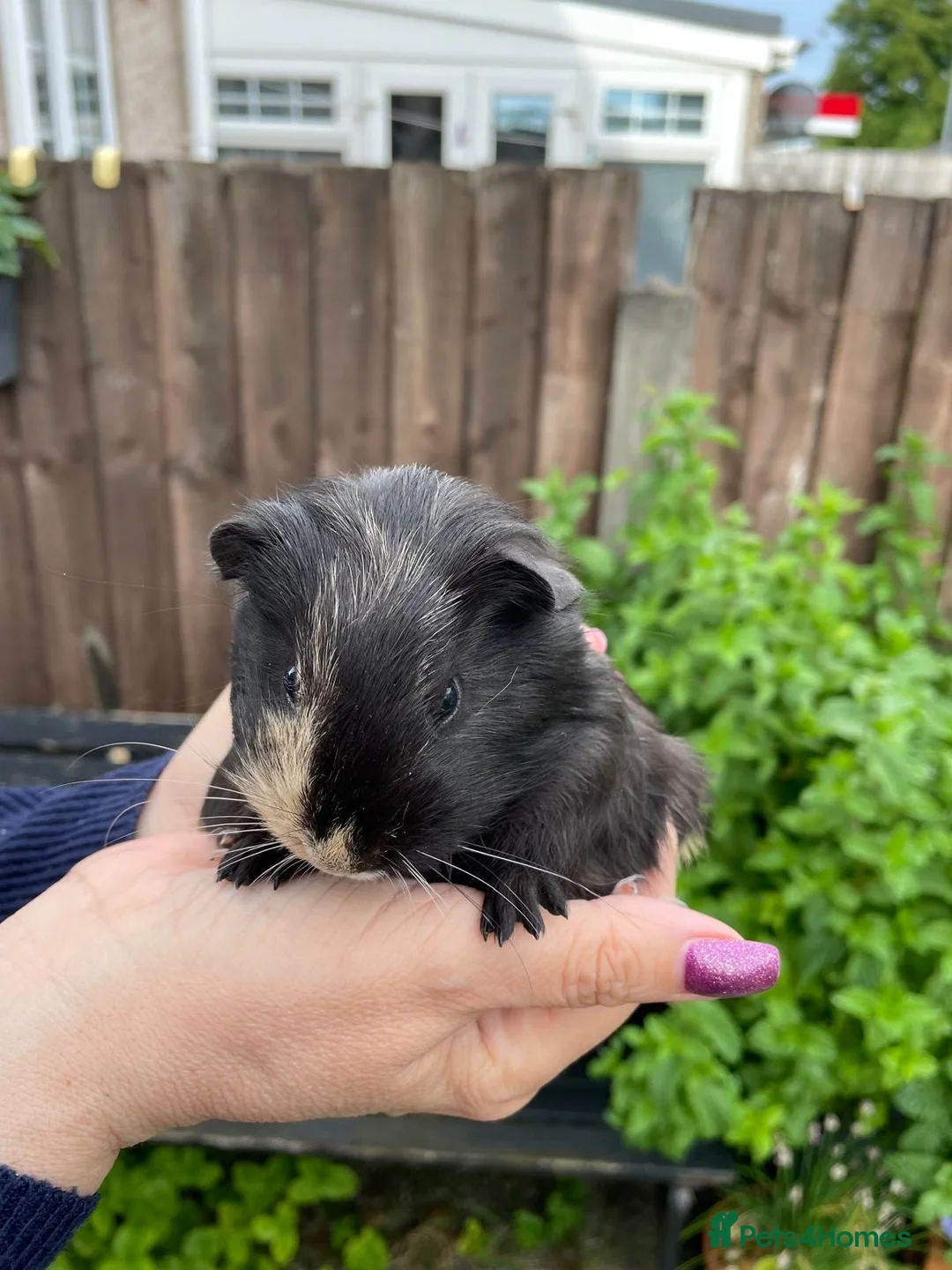 Guinea Pig rodents for sale: Female guinea pigs - Advert 1