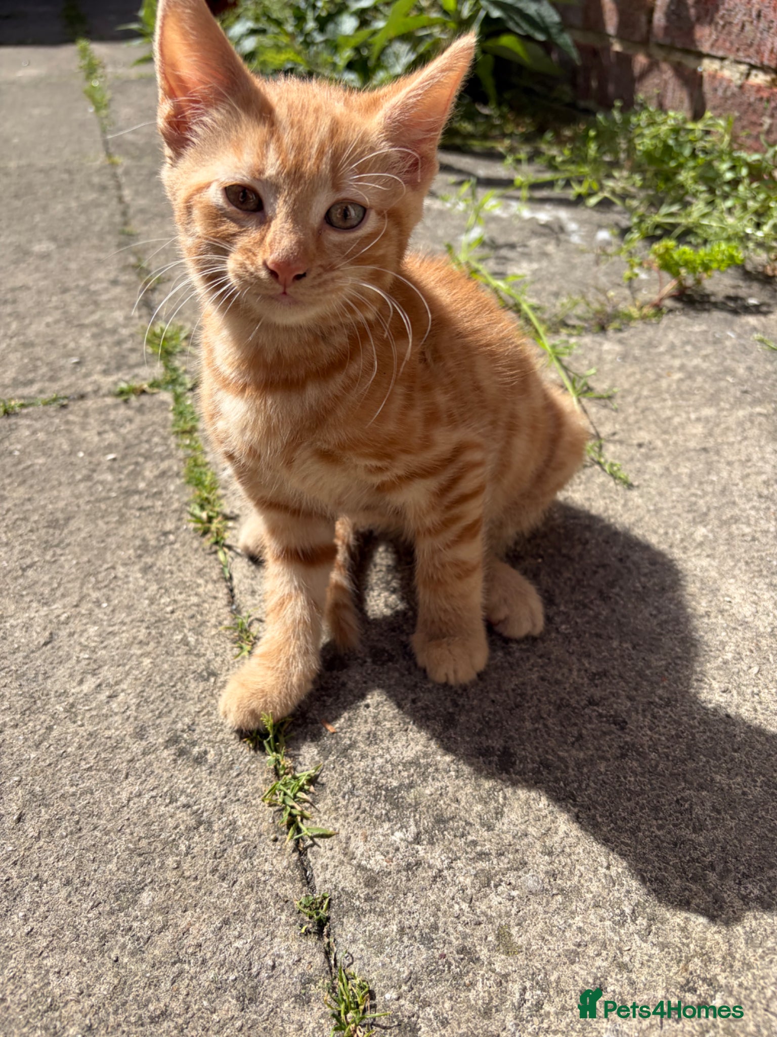 Mixed Breed cats for sale: Beautiful litter of kittens - Advert 2