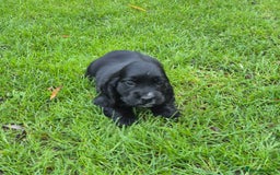 Cocker Spaniel dogs for sale: KC Reg Show Type Cockers - Advert 8
