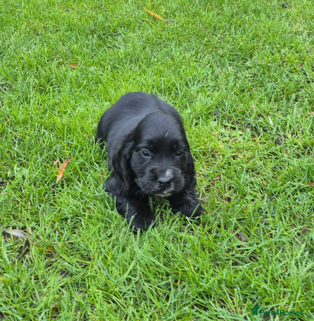 Cocker Spaniel dogs for sale: KC Reg Show Type Cockers - Advert 8