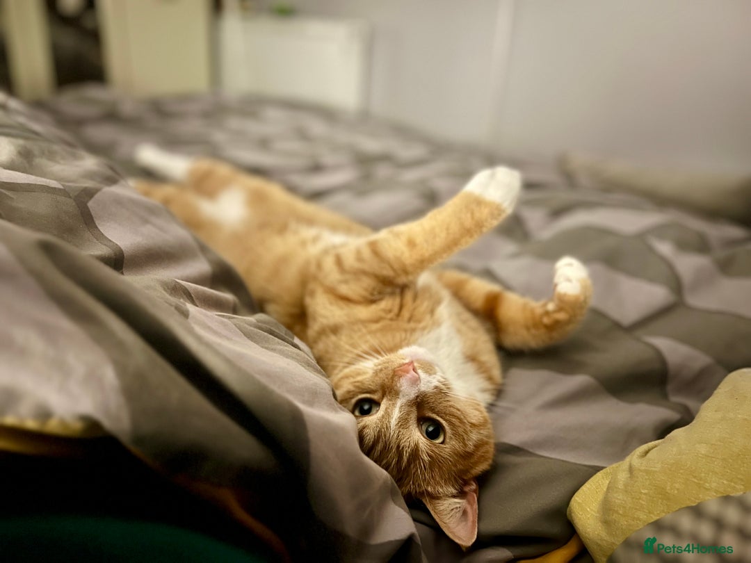 British Shorthair cats for sale: Neutered male - Advert 5