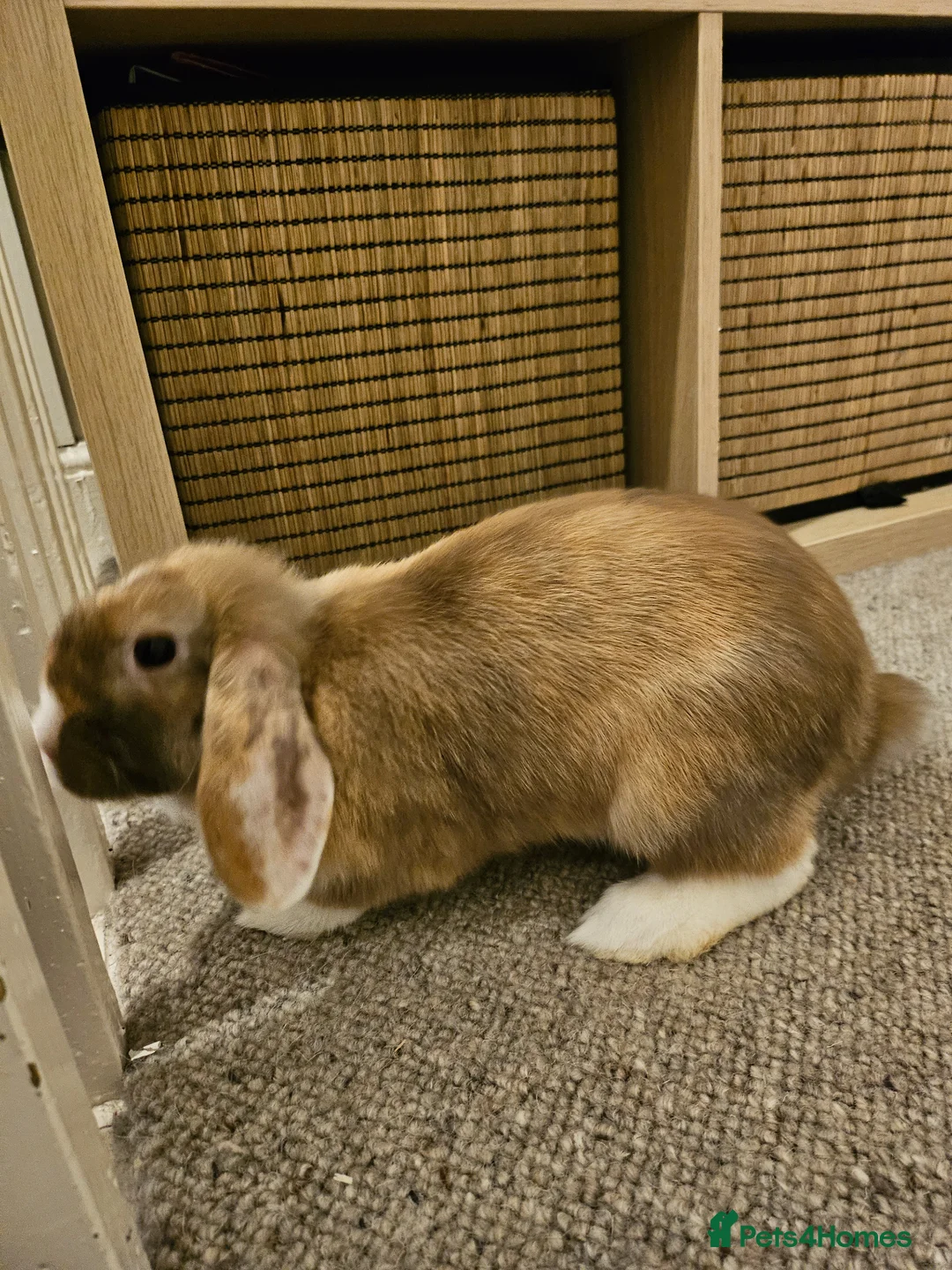 Mini Lop rabbits for sale: 2 males 1 female mini lops in Scarborough - Advert 13