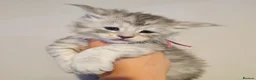 Maine Coon cats for sale: Mainecoon tica registered kittens shaded line - Advert 4