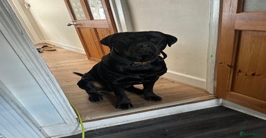 Mixed Breed dogs Rocco  - Advert 14