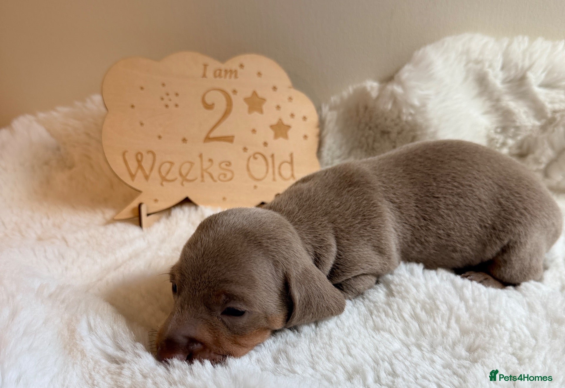 Miniature Dachshund dogs KC Isabella Dapple Smooth Miniature Dachshund - Advert 2