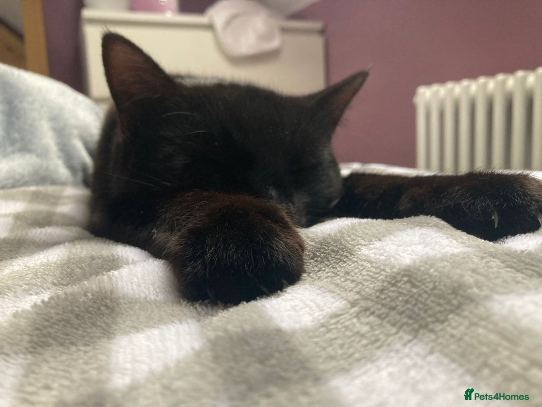 Domestic Shorthair cats for sale: 1yr old male looking for a new sofa - Image 2