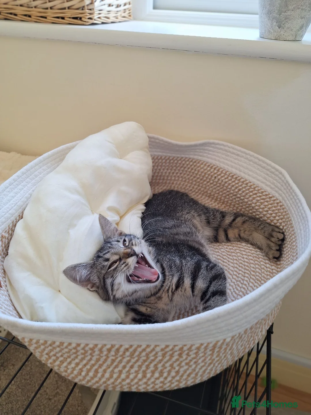 Mixed Breed cats for sale: Lovely little Female 17 week old Tabby kitten in Beaminster - Advert 17