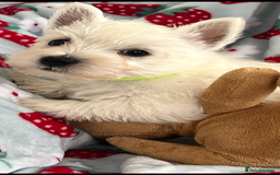 West Highland Terrier dogs for sale: Westie puppies available  - Image 19