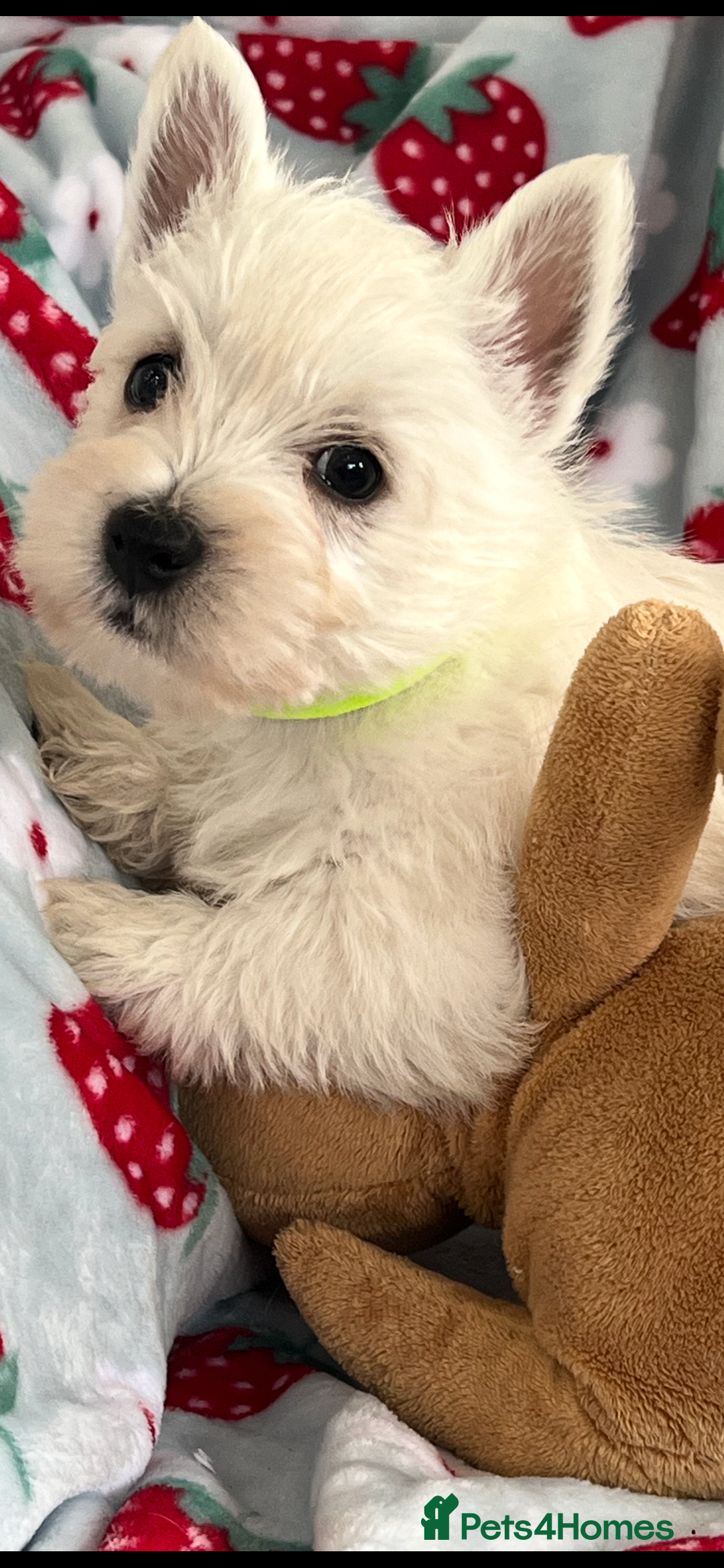 West Highland Terrier dogs for sale: Westie puppies available  - Image 19