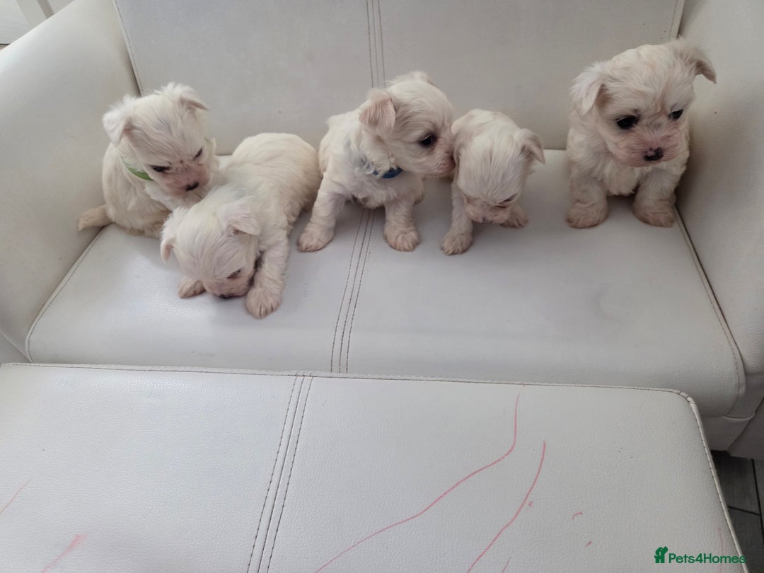 Maltese dogs for sale: Minture Mini Maltese puppies  - Advert 3