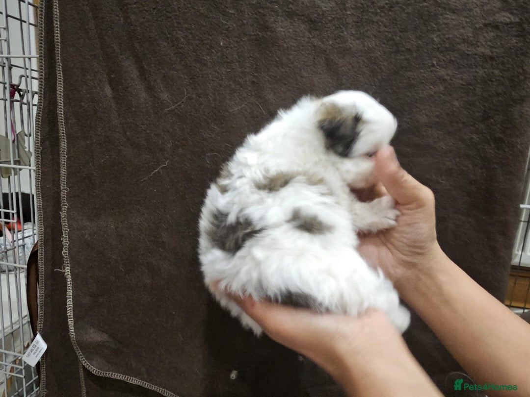 Mixed Breed dogs for sale: Shiranian pups shih tzu cross pomeranian  - Advert 7