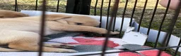 Labrador Retriever dogs for sale: Yellow KC, health tested Labradors  - Advert 11