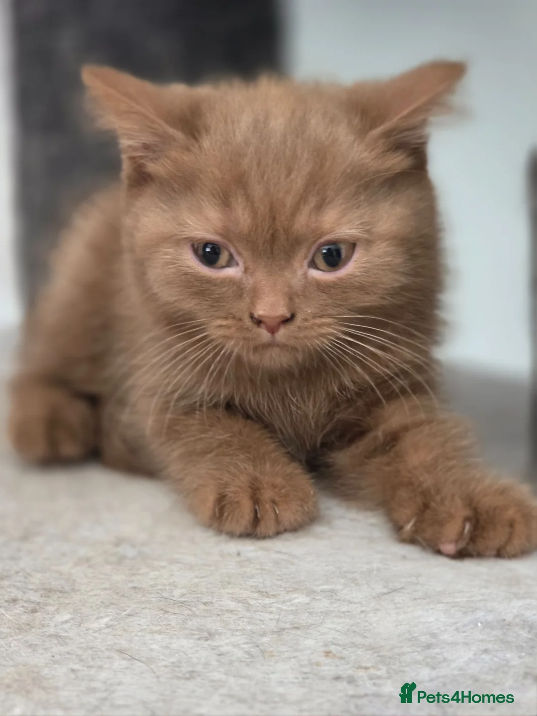 British Shorthair cats for sale: 🐾TICA REG BEAUTIFUL BSH 🐾   - Advert 1