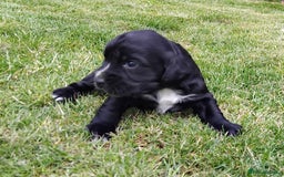 Cocker Spaniel dogs for sale: KC registered working cocker spaniel puppies. - Image 18