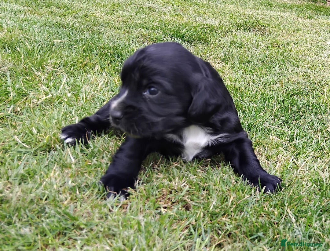 Cocker Spaniel dogs for sale: KC registered working cocker spaniel puppies. - Image 18