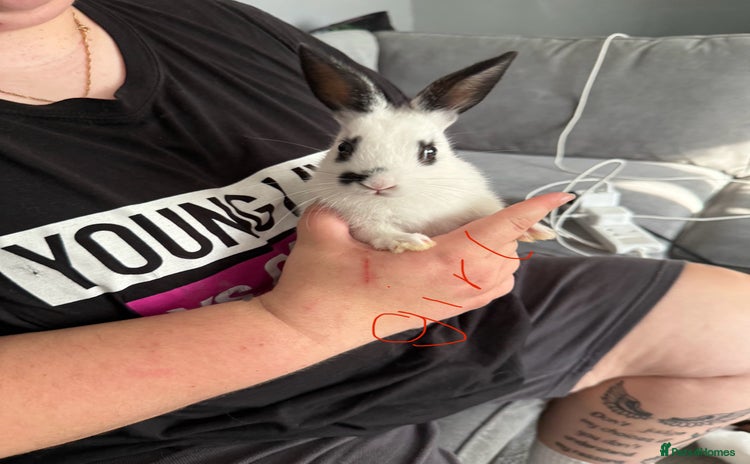 Mixed Breed rabbits - Advert 1