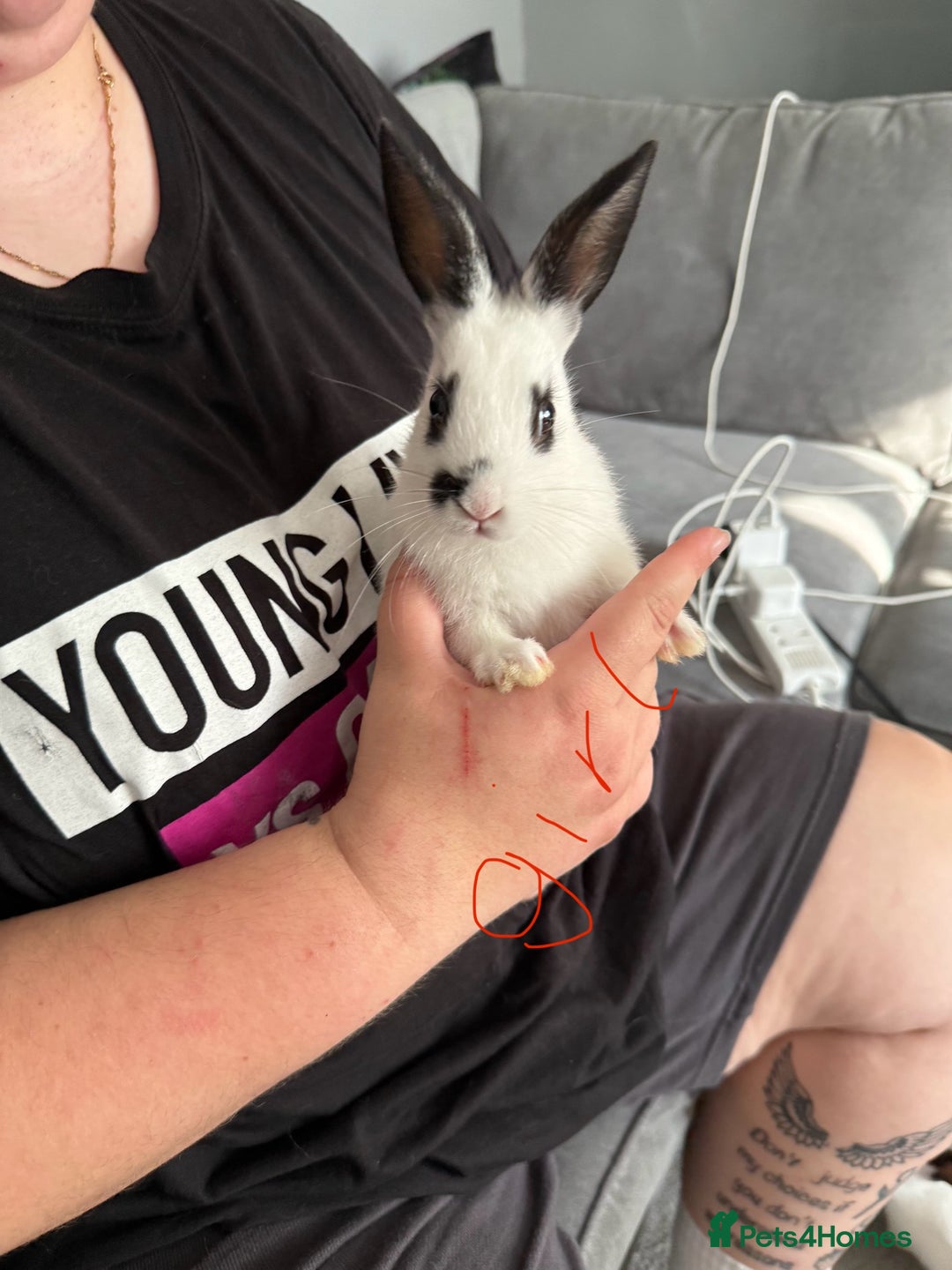 Mixed Breed rabbits for sale: 2 girls and 1 boy baby rabbits available  - Image 1