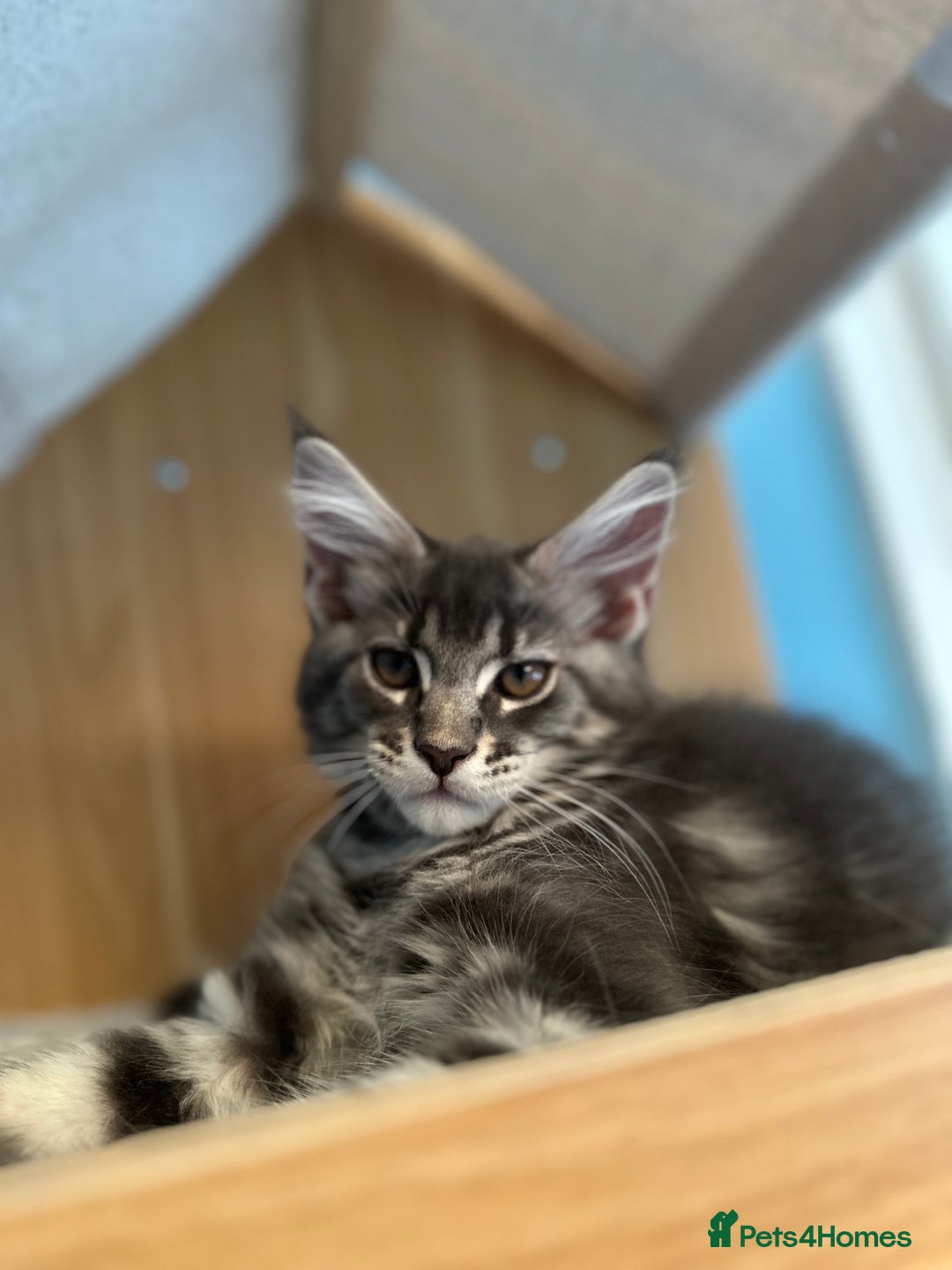 Maine Coon cats for sale: GCCF Registered Maine Coon Kittens *2 left* - Image 11