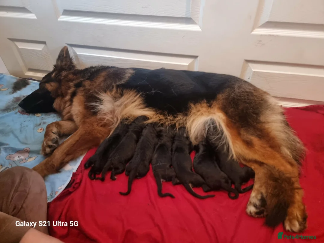 German Shepherd dogs for sale: ONLY 3 GIRLS LEFT!Long haired German Shepherd - Advert 1