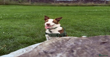 Border Collie dogs - Advert 11
