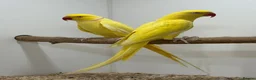 Ringnecks birds for sale: Yellow ring necks for sale  - Advert 2