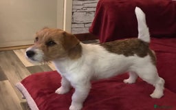 Jack Russell dogs for sale: Pedigree Jack Russell Terriers - Image 11
