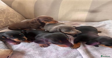 Dachshund dogs - Advert 12