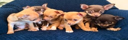 Chihuahua dogs for sale: Small Chihuahua puppies available today - Advert 2