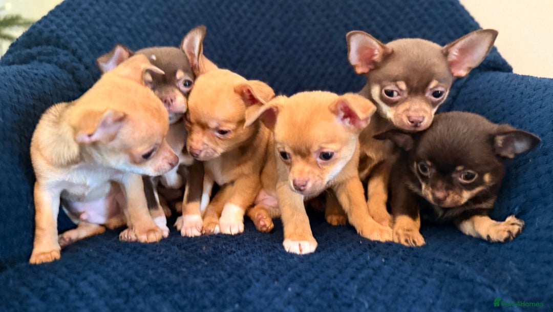 Chihuahua dogs for sale: Small Chihuahua puppies available today - Advert 2