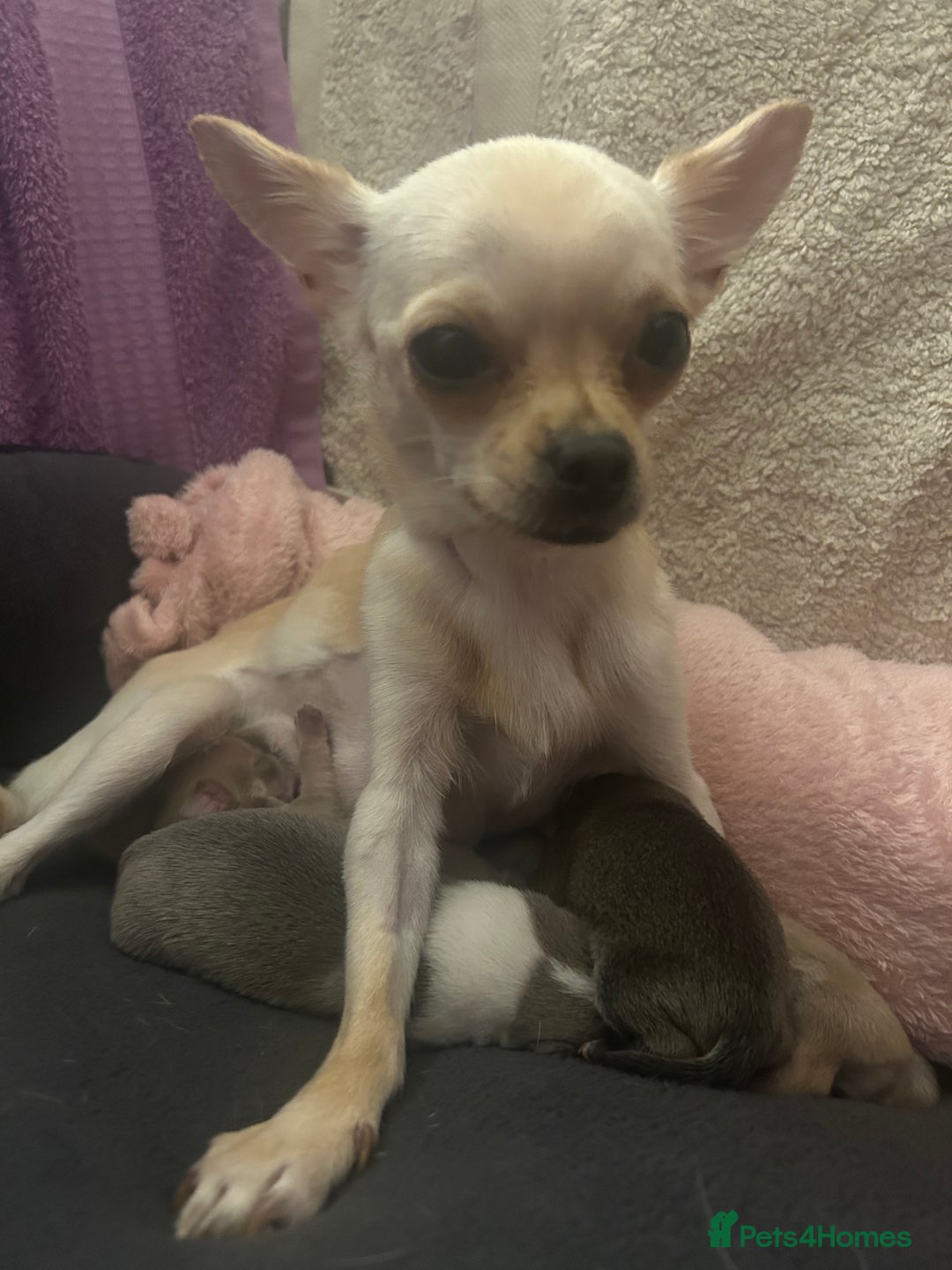 Chihuahua dogs for sale: Stunning smooth coat chihuahua puppies  - Image 19