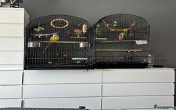 Ringnecks birds for sale: Pair of Indian ring necks  - Image 1