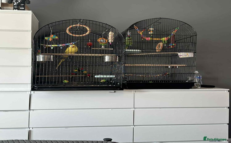 Ringnecks birds - Advert 2