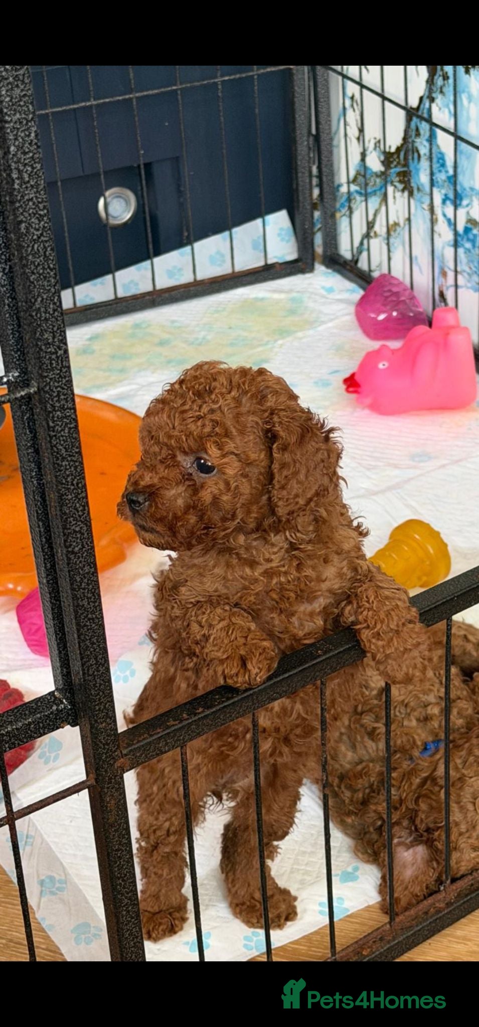 Toy Poodle dogs 5 GENERATION KC REGISTERED DEEP RED TOY POODLE  - Advert 2