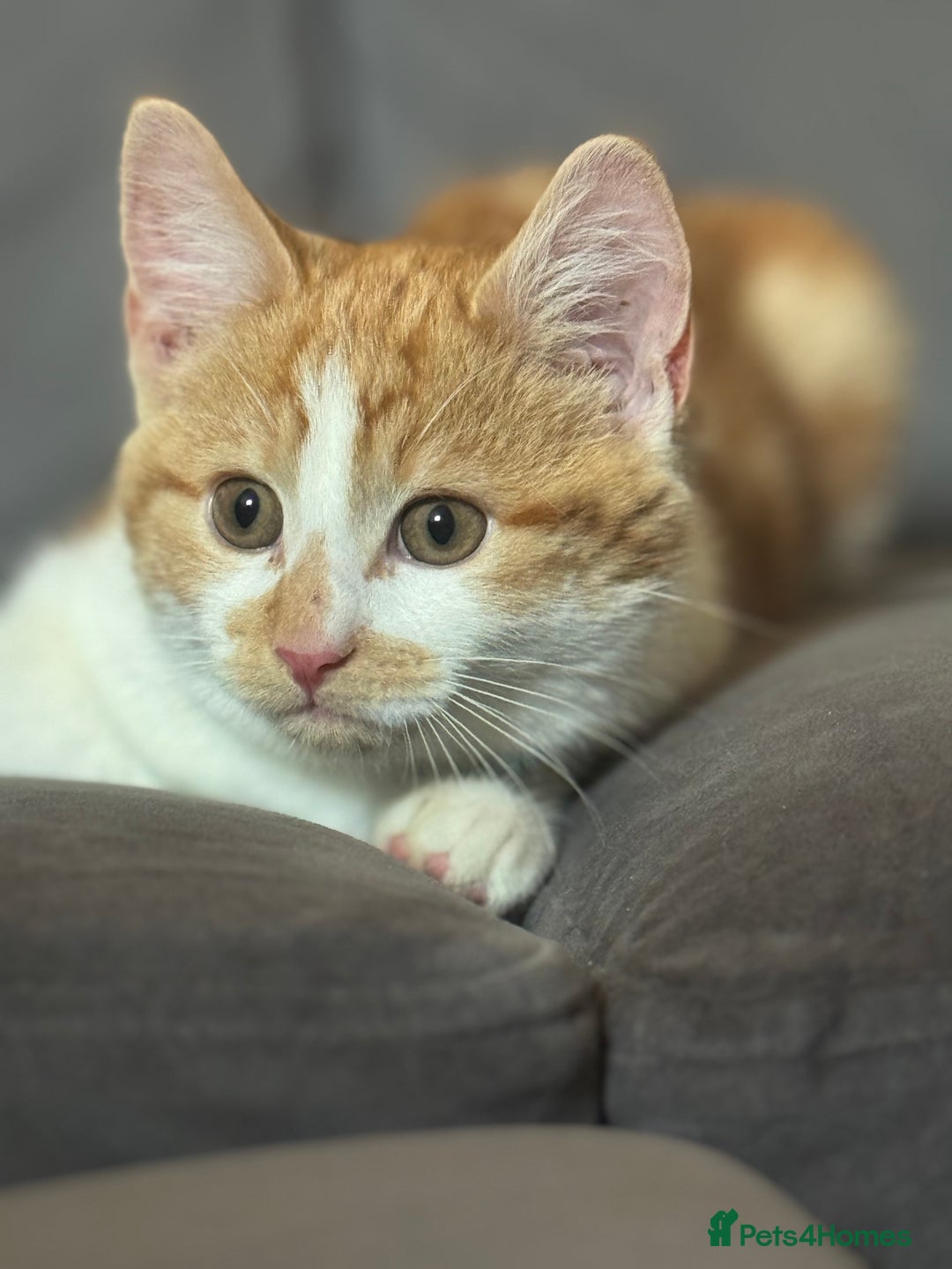 Mixed Breed cats for sale: Turkish angora mix  - Advert 4