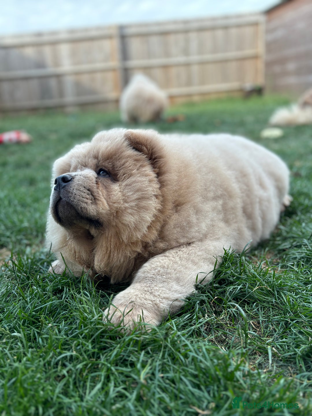 Chow Chow dogs for sale: Champion pedigree chow chow puppies in Northampton - Image 29