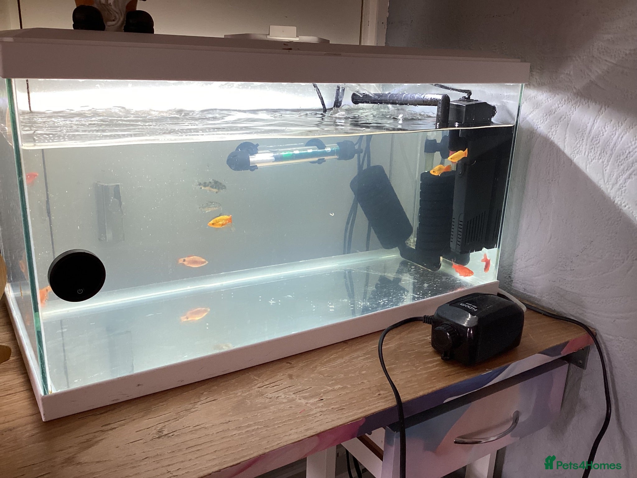 Corys fish FREE Coldwater fish Mixed Fish tank included  - Advert 1