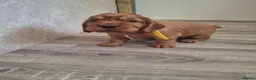 Cocker Spaniel dogs for sale: 4 Red Working Cocker Spaniel Boys - Advert 23