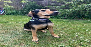 Mixed Breed dogs - Advert 2