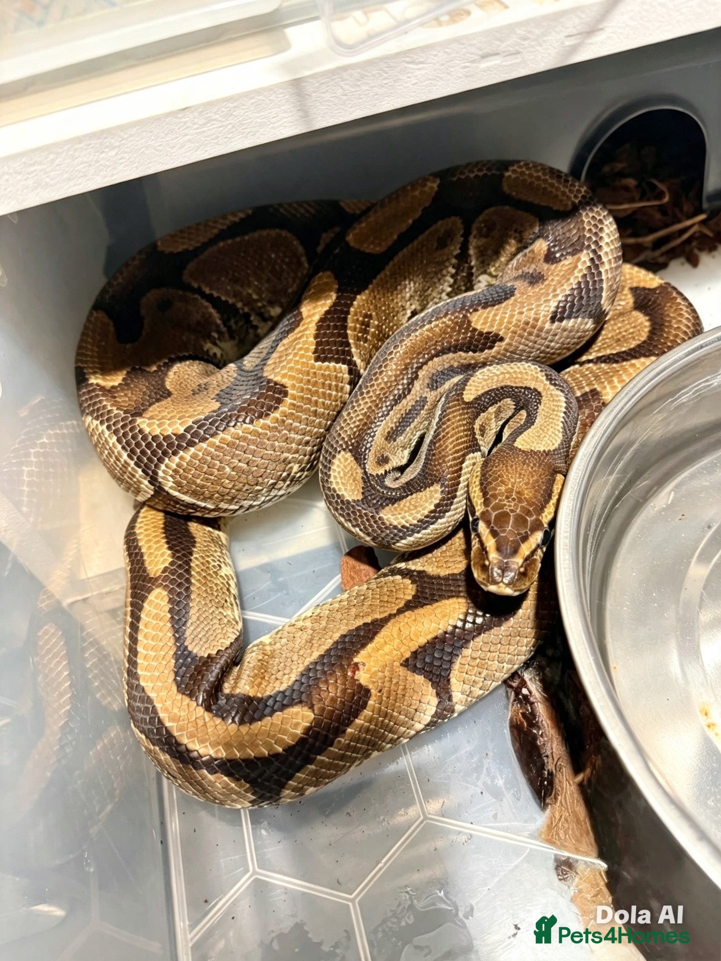 Python Snake reptiles Ball python collection  - Advert 2