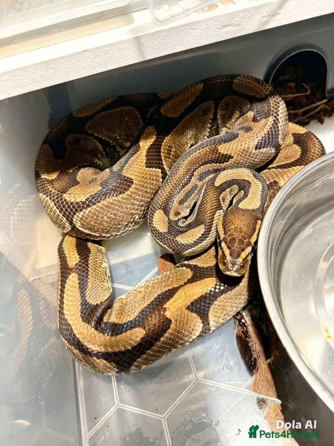 Python Snake reptiles for sale: Ball python collection  in Crewe - Advert 2