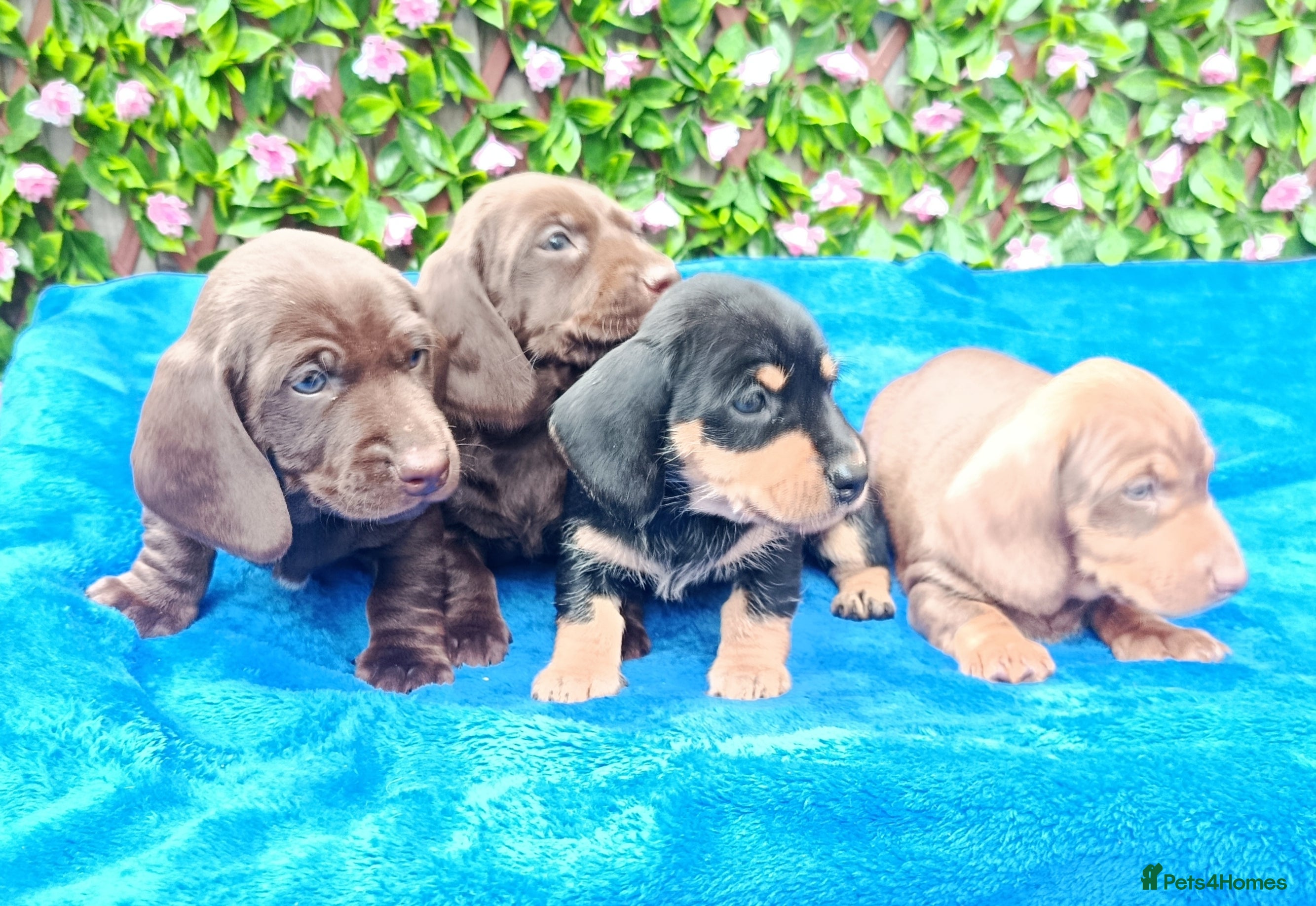 Dachshund dogs MINI WIRE DAXI KC REG LAFORA CLEAR - Advert 18