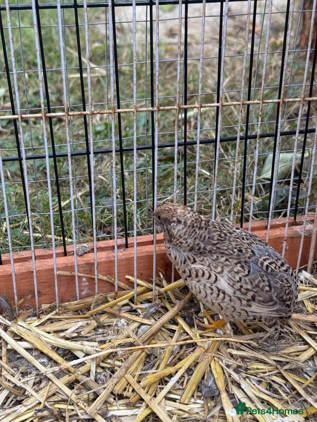 Quail poultry for sale: Quails family laying eggs  - Advert 2