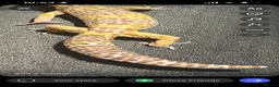 Leopard Gecko reptiles for sale: Sweet female leopard gecko! in Norwich - Advert 4
