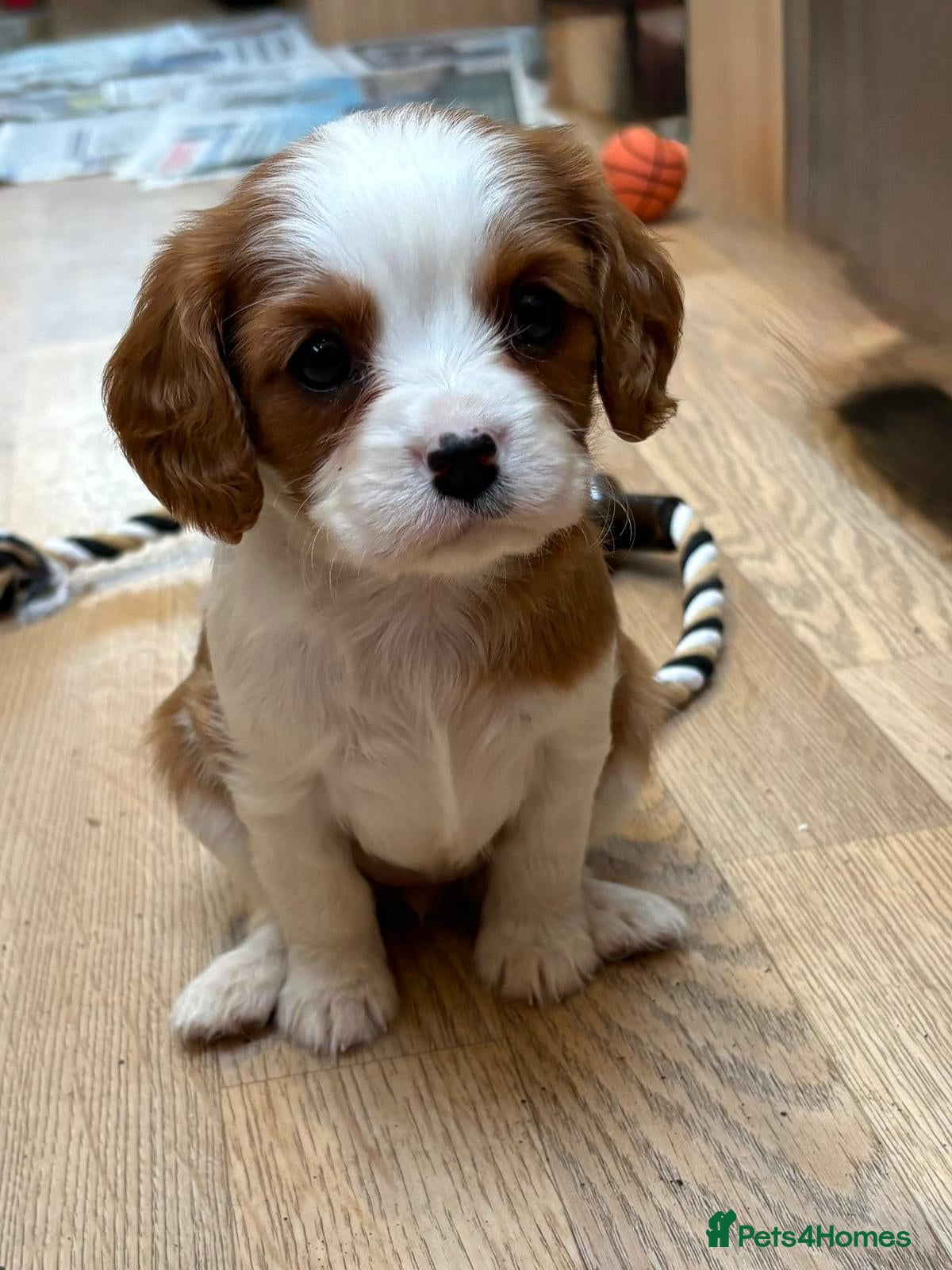 Cavalier King Charles Spaniel dogs for sale: Beautiful cavalier puppies  - Advert 8