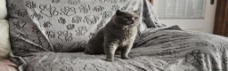 British Shorthair cats for sale: Blue British Shorthair boy 11 years - Advert 3