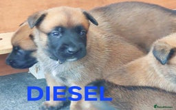 Belgian Shepherd Dog dogs for sale: PuppiesDWKC registered Working Line,Tested Parents - Image 3