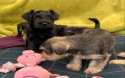 Miniature Schnauzer dogs for sale: Happy healthy miniature Schauzer puppies - Image 27